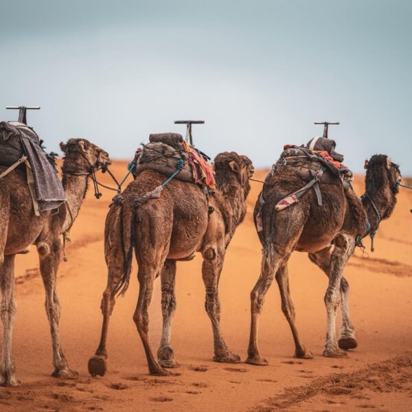 Tour 3 Giorni da Casablanca al Deserto del Sahara